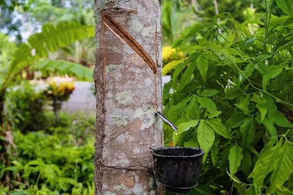 Il valore e l'uso degli alberi della gomma